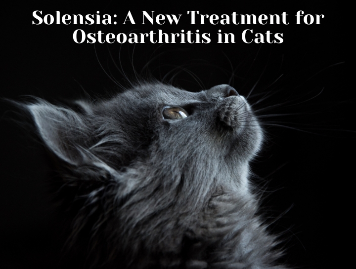 Solensia A New Treatment for Osteoarthritis in Cats Highland Veterinary Hospital Solensia A New Treatment for Osteoarthritis in Cats Highland Veterinary Hospital